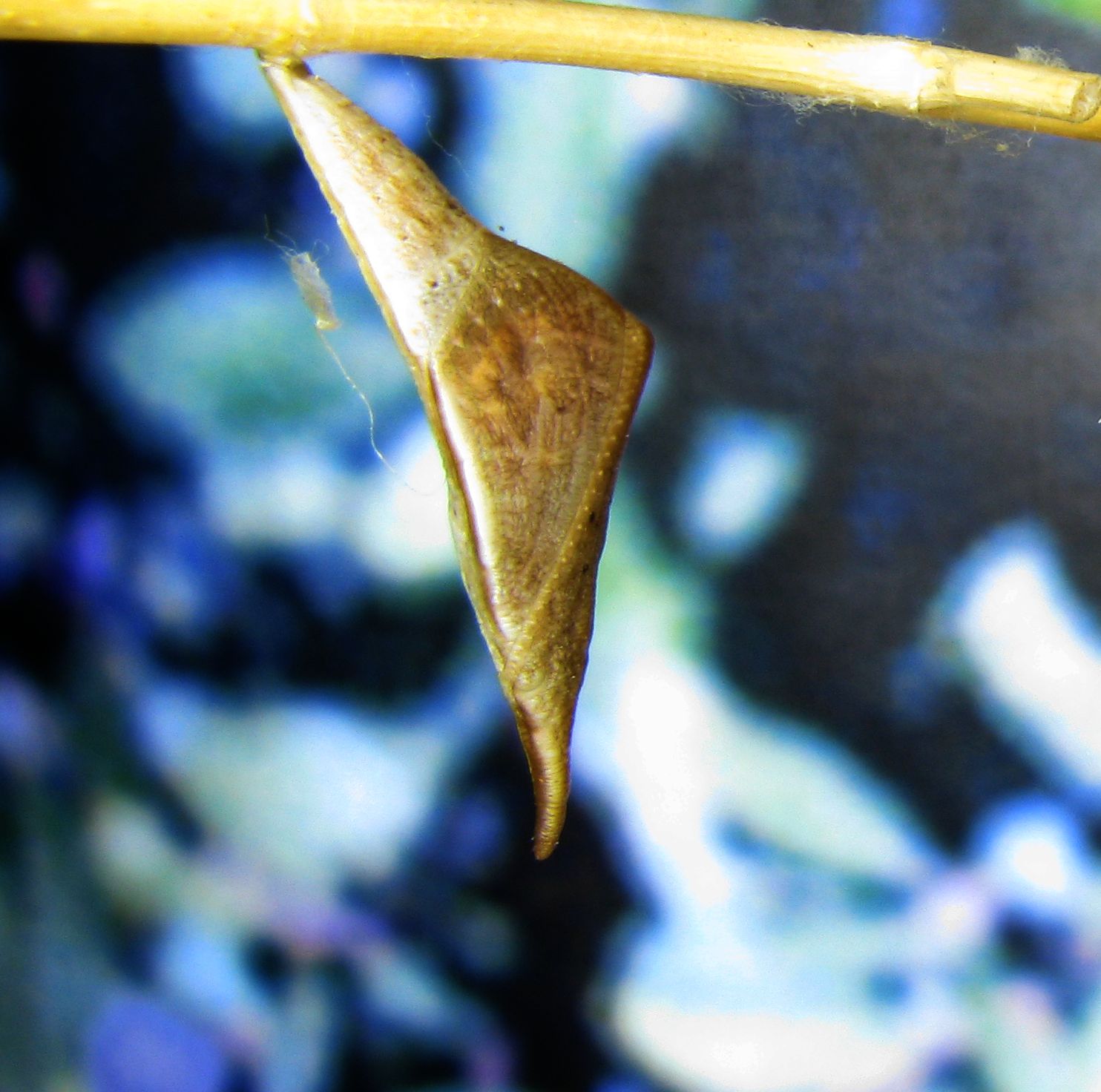 Sara Orange-Tip butterfly pupa